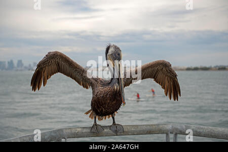 Kalifornien Braunpelikan (Pelecanus occidentalis Californicus) auf der Schiene oberhalb der Bucht von San Diego, Shelter Island, San Diego, Kalifornien gehockt Stockfoto