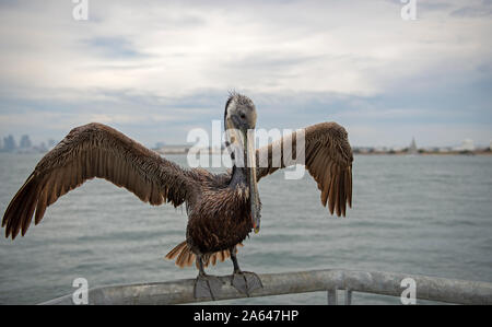 Brauner Pelikan mit ausgebreiteten Flügeln, der auf einem Geländer in Shelter Island an der San Diego Bay in Kalifornien sitzt. Stockfoto