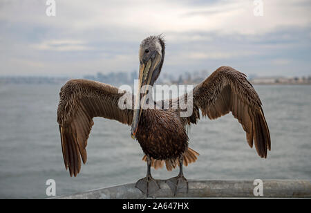 Brauner Pelikan mit ausgebreiteten Flügeln, der auf einem Geländer in Shelter Island an der San Diego Bay in Kalifornien sitzt. Stockfoto
