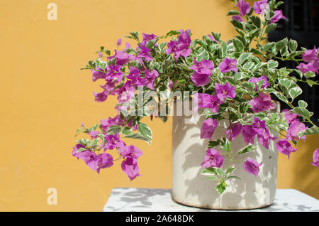 Schöne Bouganvillea auf gelbem Hintergrund Stockfoto