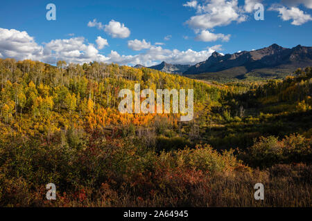 Quaking Aspens im Herbst von Last Dollar Road, Sneffels Range, San Juan Mountains, Colorado Stockfoto