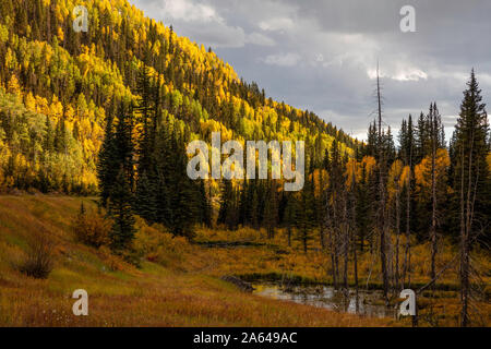 Golden Quaking Aspen im Herbst, San Juan Skyway, San Juan Mountains, Dolores County, Colorado Stockfoto