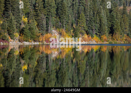 Herbstlaub am Ufer des Haviland Lake, San Juan Mountains, Colorado Stockfoto