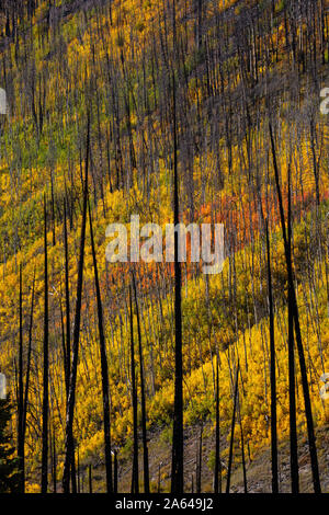 Nach dem Brand, Hope Creek, Rio Grande National Forest, San Juan Mountains, Colorado Stockfoto