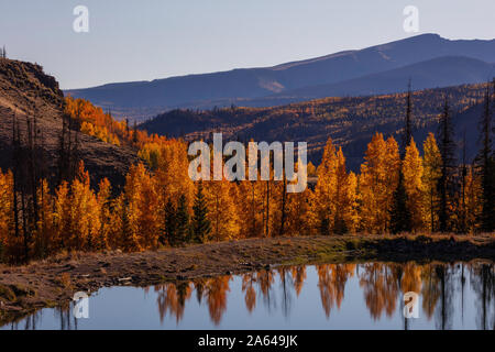 Reflexion der Aspens im Herbst in Deer Lakes, Grand Mesa-Uncompahgre-Gunnison National Forest, San Juan Mountains, Colorado Stockfoto