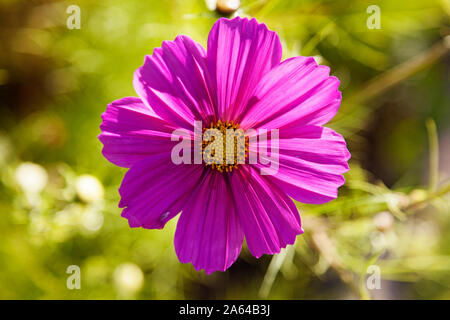 Schöne rosa Blüte mit gelb in der Mitte und grünem bokeh Hintergrund Stockfoto