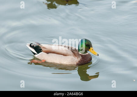 Mallard Swimming in Lakhota See in Jamnagar, Gujarat, Indien Stockfoto