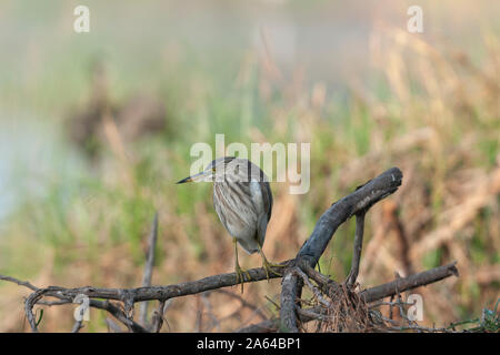 Teich Heron bereit, in der Nähe von Jamnagar, Gujarat, Indien gesehen zu schlagen Stockfoto