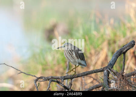 Teich Heron bereit, in der Nähe von Jamnagar, Gujarat, Indien gesehen zu schlagen Stockfoto