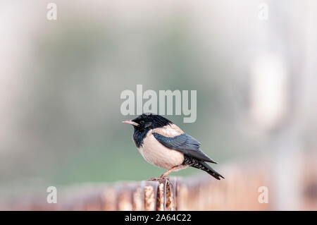 Rosy Starling Herde in der Nähe von Jamnagar, Gujarat, Indien Stockfoto