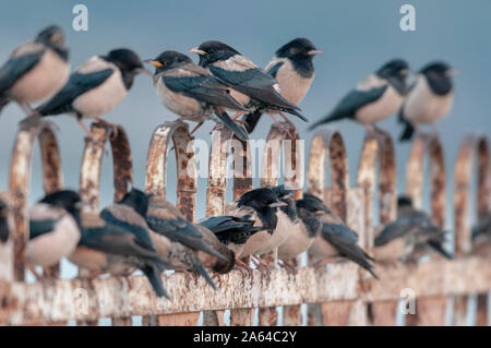 Rosy Starling Herde in der Nähe von Jamnagar, Gujarat, Indien Stockfoto