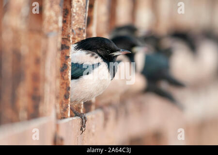 Rosy Starling Herde in der Nähe von Jamnagar, Gujarat, Indien Stockfoto