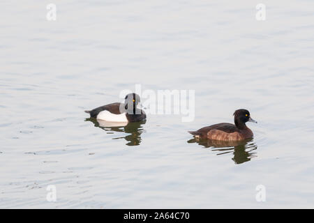 Reiherente Männlichen und Weiblichen Schwimmen im See in der Nähe von Jamnagar, Gujarat, Indien Stockfoto