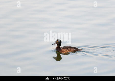 Reiherente weiblichen Schwimmen im See in der Nähe von Jamnagar, Gujarat, Indien Stockfoto