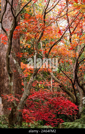 Herbst Herbst goldene Blätter in Orange, Gelb, Rot auf japanischen Ahorn garten bäume mit grünen Farnen und großen Eukalyptus Gum Tree Stockfoto