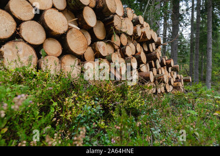 Würmer aus der Sicht einer Woodpile auf dem Boden in einem Nadelwald Stockfoto