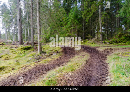 Traktor Reifen Spuren in einem Nadelwald Stockfoto