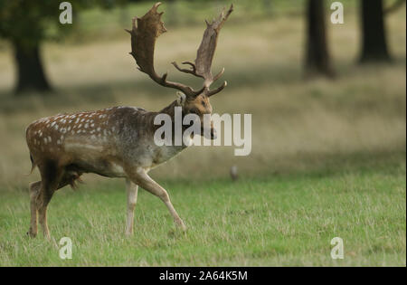 Eine atemberaubende Damwild Hirsch, Dama Dama, wandern über ein Feld während der Brunftzeit. Stockfoto