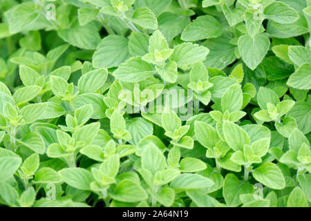 Calamintha nepeta, weniger Bergminze Blätter/Laub, Kraut der tadellosen Familie Stockfoto