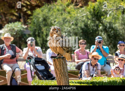 Milandes, Frankreich - 4 September, 2018: die Touristen sehen das Zeigen der Greifvögel im Chateau Les Milandes, eine Burg in der Dordogne, Aquitaine, F Stockfoto