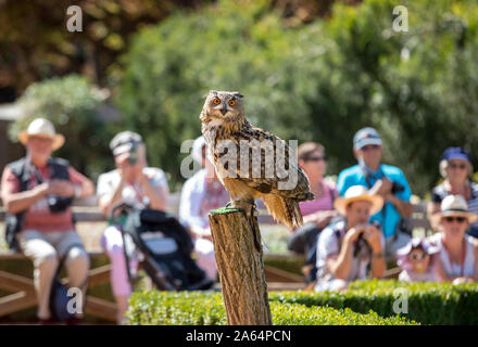 Milandes, Frankreich - 4 September, 2018: die Touristen sehen das Zeigen der Greifvögel im Chateau Les Milandes, eine Burg in der Dordogne, Aquitaine, F Stockfoto