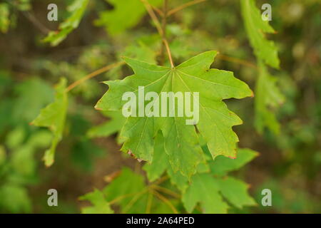 Große grüne maple leaf auf dem Ast im Sommer Wald. Stockfoto