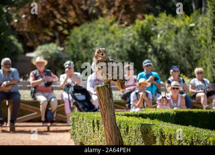 Milandes, Frankreich - 4 September, 2018: die Touristen sehen das Zeigen der Greifvögel im Chateau Les Milandes, eine Burg in der Dordogne, Aquitaine, F Stockfoto