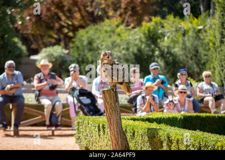 Milandes, Frankreich - 4 September, 2018: die Touristen sehen das Zeigen der Greifvögel im Chateau Les Milandes, eine Burg in der Dordogne, Aquitaine, F Stockfoto