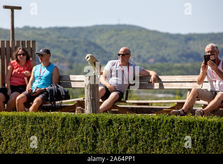 Milandes, Frankreich - 4 September, 2018: die Touristen sehen das Zeigen der Greifvögel im Chateau Les Milandes, eine Burg in der Dordogne, Aquitaine, F Stockfoto