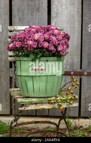 Die vielfarbigen Chrysanthemen in einem französischen Korb auf einem alten Garten Stuhl Stockfoto