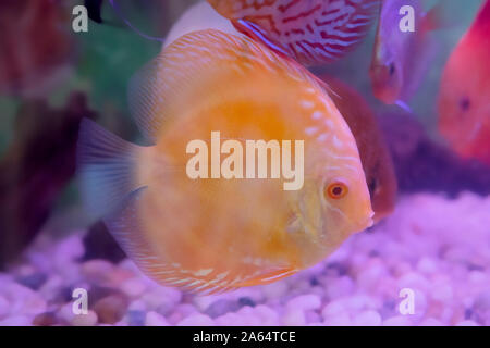 Fisch geht bis in das Aquarium Tank. Teuren Fisch für die Dekoration Stockfoto