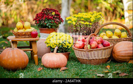 Herbst Komposition mit Blumen der Chrysanthemen, Kürbisse, rote Äpfel und gelbe Birnen in einem Weidenkorb im Herbst Garten. Im Freien. Stockfoto