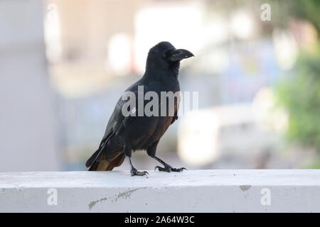 Nahaufnahme von Raven blackbird Gesicht und Schnabel Stockfoto