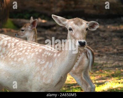 Nahaufnahme auf Damhirsch im Schatten an einem sonnigen Tag Stockfoto