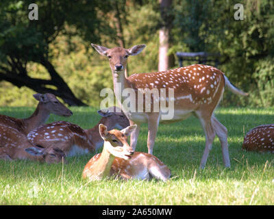 Herde Damhirsche Ausruhen im Schatten an einem sonnigen Tag Stockfoto