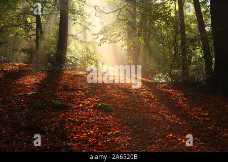 Schöne Sonnenstrahlen, die auf eine offene Stelle in einem Wald im Herbst, wenn die Sonne plötzlich nach Regenfällen wird angezeigt Stockfoto
