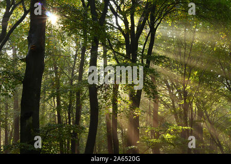 Schöne Sonnenstrahlen nach Regenfällen im Oktober machen diese niederländische Buchenwald aussehen wie ein tropischer Regenwald Stockfoto