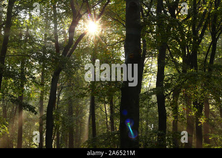 Schöne Sonnenstrahlen nach Regenfällen im Oktober in einem Buchenwald, auch einige schöne Farben von Lens flare Durch die Foto Kamera erstellt Stockfoto