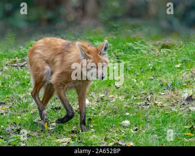 Mähnenwolf Chrysocyon brachyurus Stockfoto