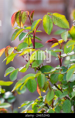 Gesunde junge rose Blätter im Frühling Stockfoto