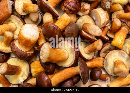 Hintergrund aus frisch gepflückten essbare Pilze, verschiedene Arten und Größen. Stockfoto