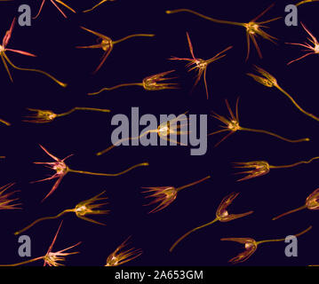 Gepresst und getrocknet Sommer gelb rosa Blumen auf einem blauen Hintergrund Muster Stockfoto