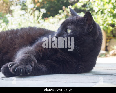Schöne schwarze Katze Festlegung auf dem Boden im Garten Stockfoto