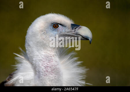 Eine Nahaufnahme Profil Porträt einer Eurasischen Gänsegeier zeigen große Schnabel und auf der Suche nach rechts in die Kopie Raum Stockfoto