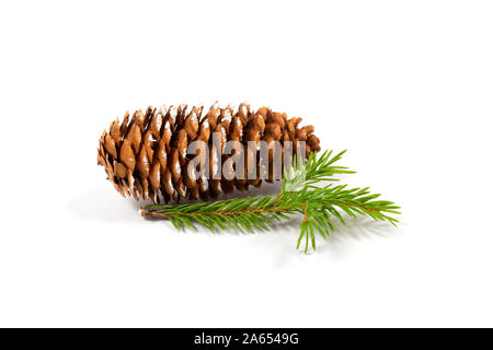 Weihnachten Konzept. Tannenzapfen mit Schnee und kleine Tanne Zweig auf weißem Hintergrund gestreut. Close Up. Stockfoto