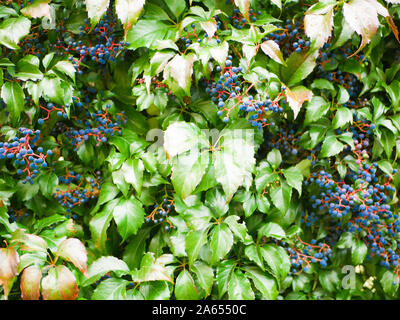 Dunkle Traube Bush. Hintergrund, Textur für den Hintergrund. Trauben im Hintergrund. Eine Wand mit Weinstock grünen Blättern bedeckt. Natürlichen Hintergrund von Stockfoto