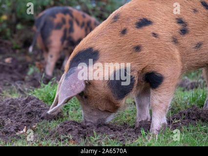 Oxford Sandstrand und schwarzen Schweine suchen nach eicheln im New Forest, Großbritannien während der jährlichen pannage im Herbst. Eicheln sind giftig für andere Tiere. Stockfoto