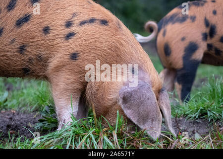 Oxford Sandstrand und schwarzen Schweine suchen nach eicheln im New Forest, Großbritannien während der jährlichen pannage im Herbst. Eicheln sind giftig für andere Tiere. Stockfoto