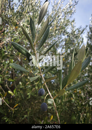 Grüne traditionelle italienische olive Laub Laub, saisonalen Produkt Stockfoto