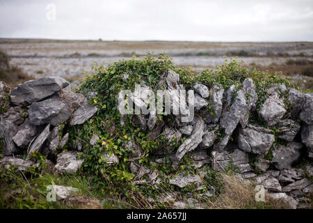 Irland, County Clare: trockenmauer in der Region Burren Stockfoto